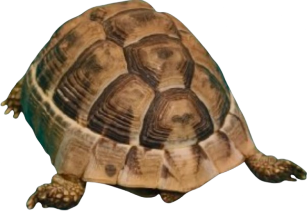 TaskShell tortoise